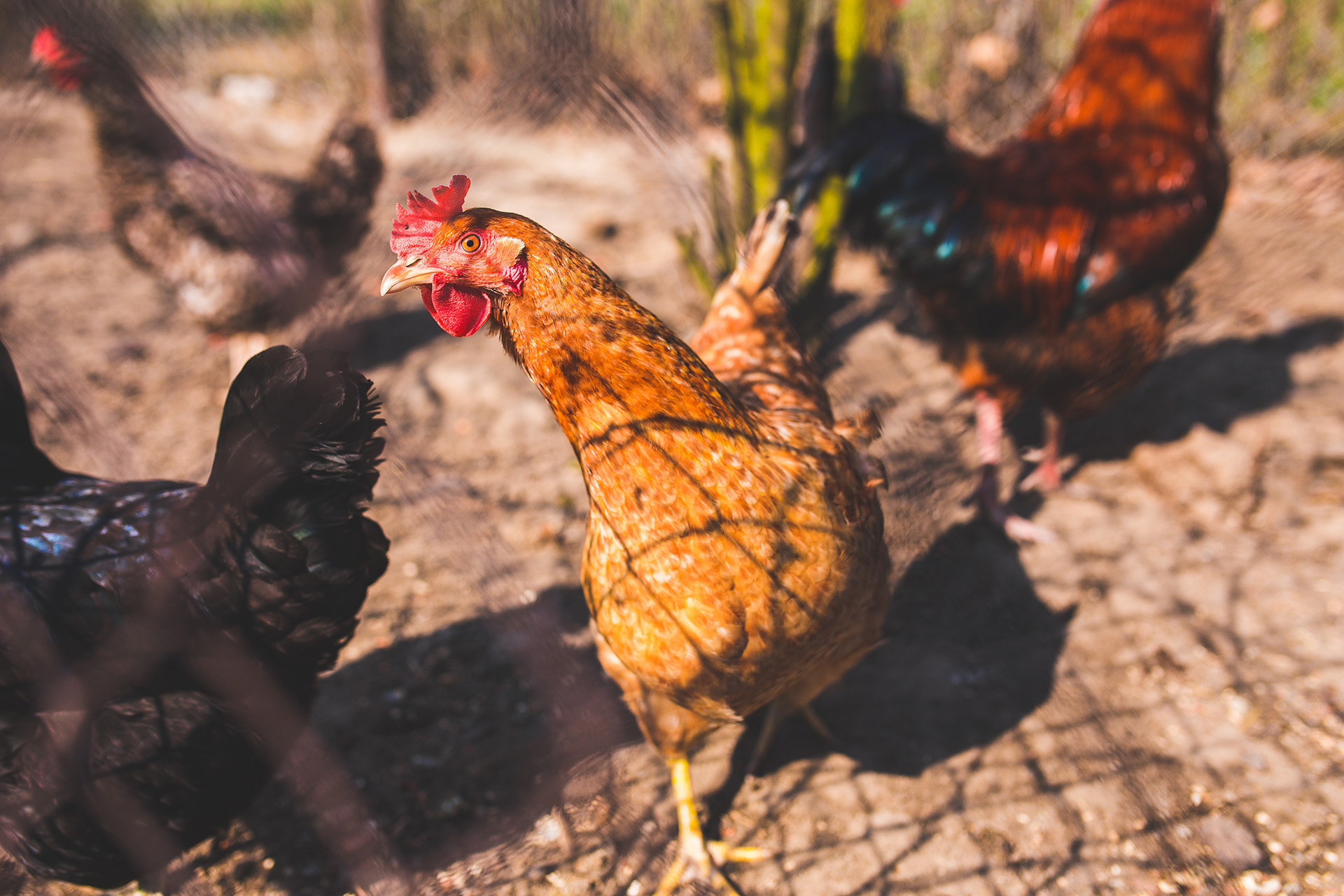 Chickens roaming freely on a farm 