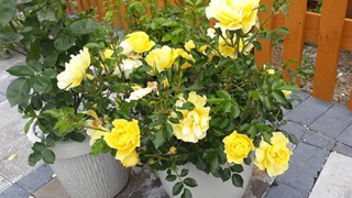 Bright flowers in rural British garden